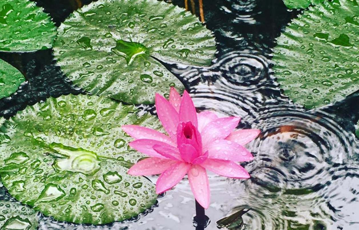 Crystal Cove native fauna